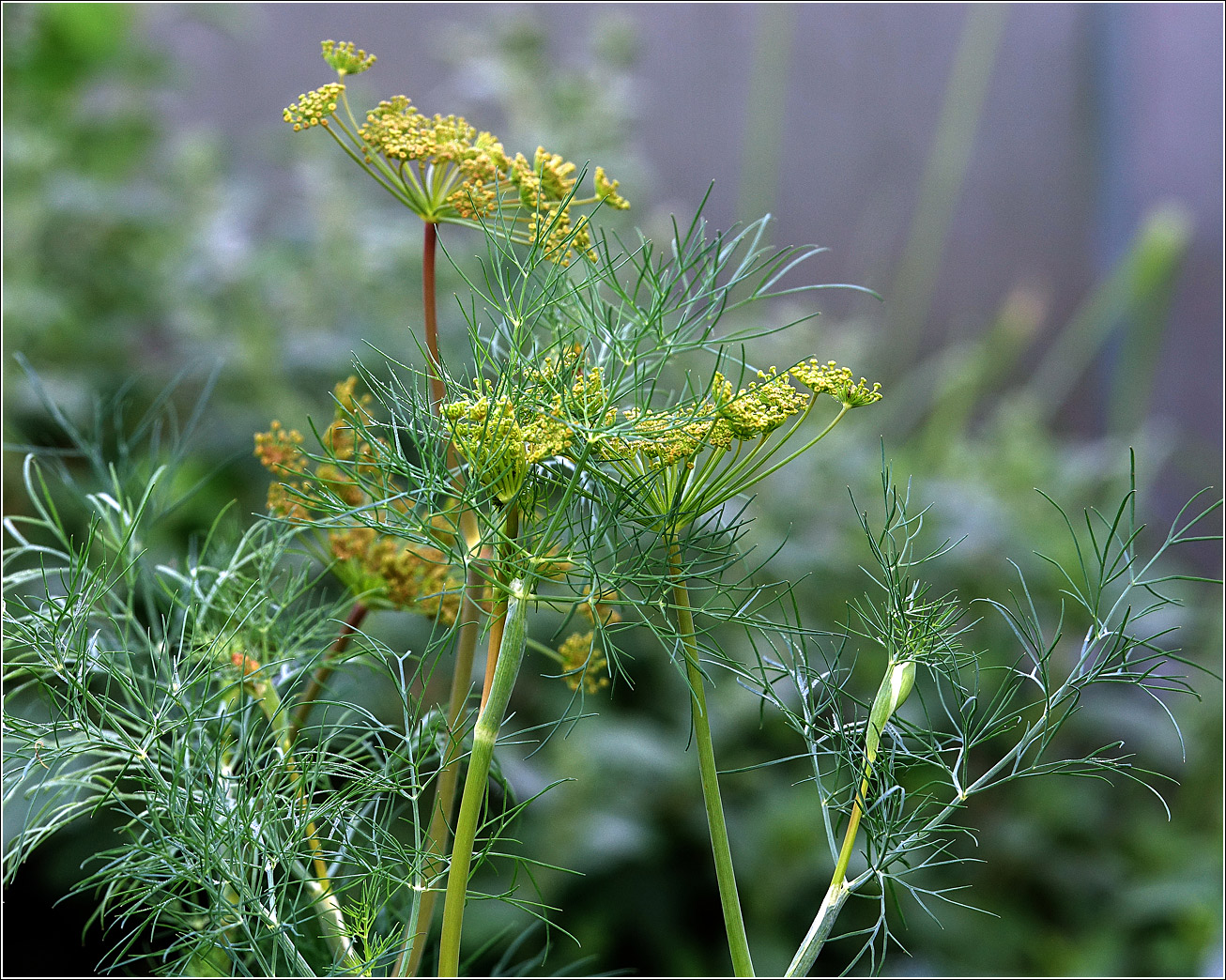 Изображение особи Anethum graveolens.
