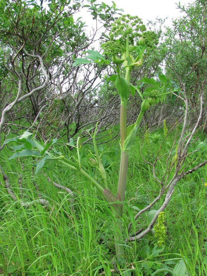 Изображение особи Archangelica officinalis.