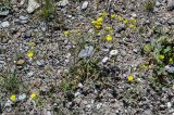 Potentilla nivea