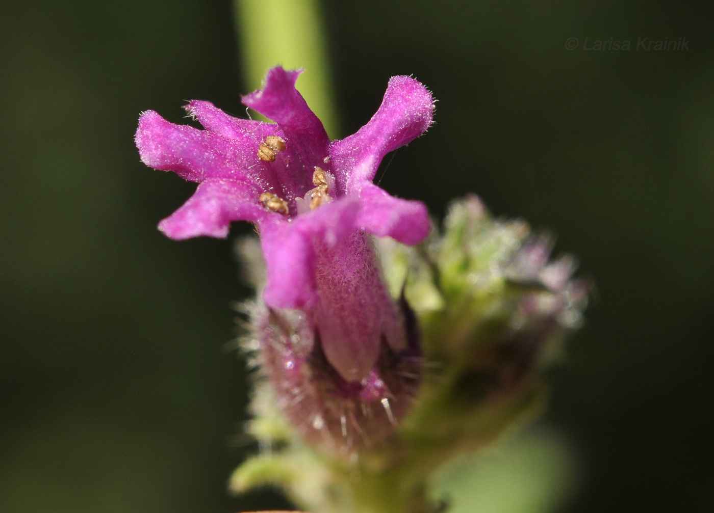 Изображение особи Betonica officinalis.