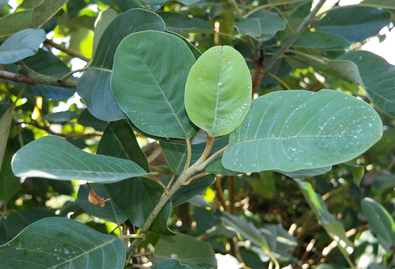 Image of Magnolia delavayi specimen.