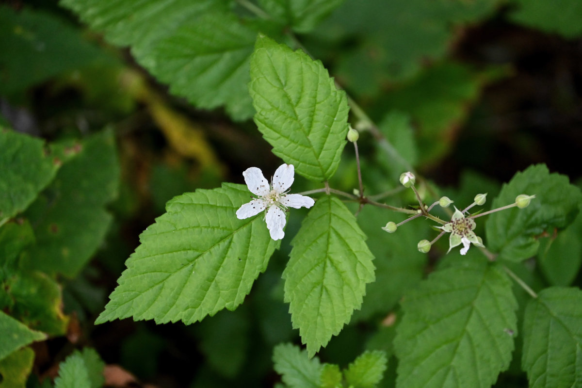 Image of Rubus caesius specimen.