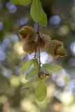 Quercus coccifera. Верхушка веточки с незрелыми плодами. Израиль, лесопарк Шоам. 11.12.2022.
