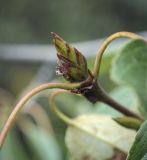 Populus longifolia