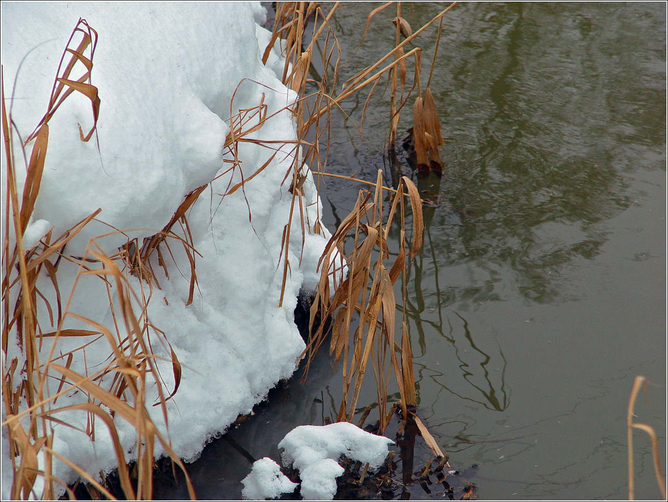 Image of Phragmites australis specimen.