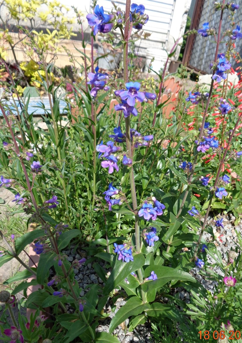 Image of Penstemon mensarum specimen.