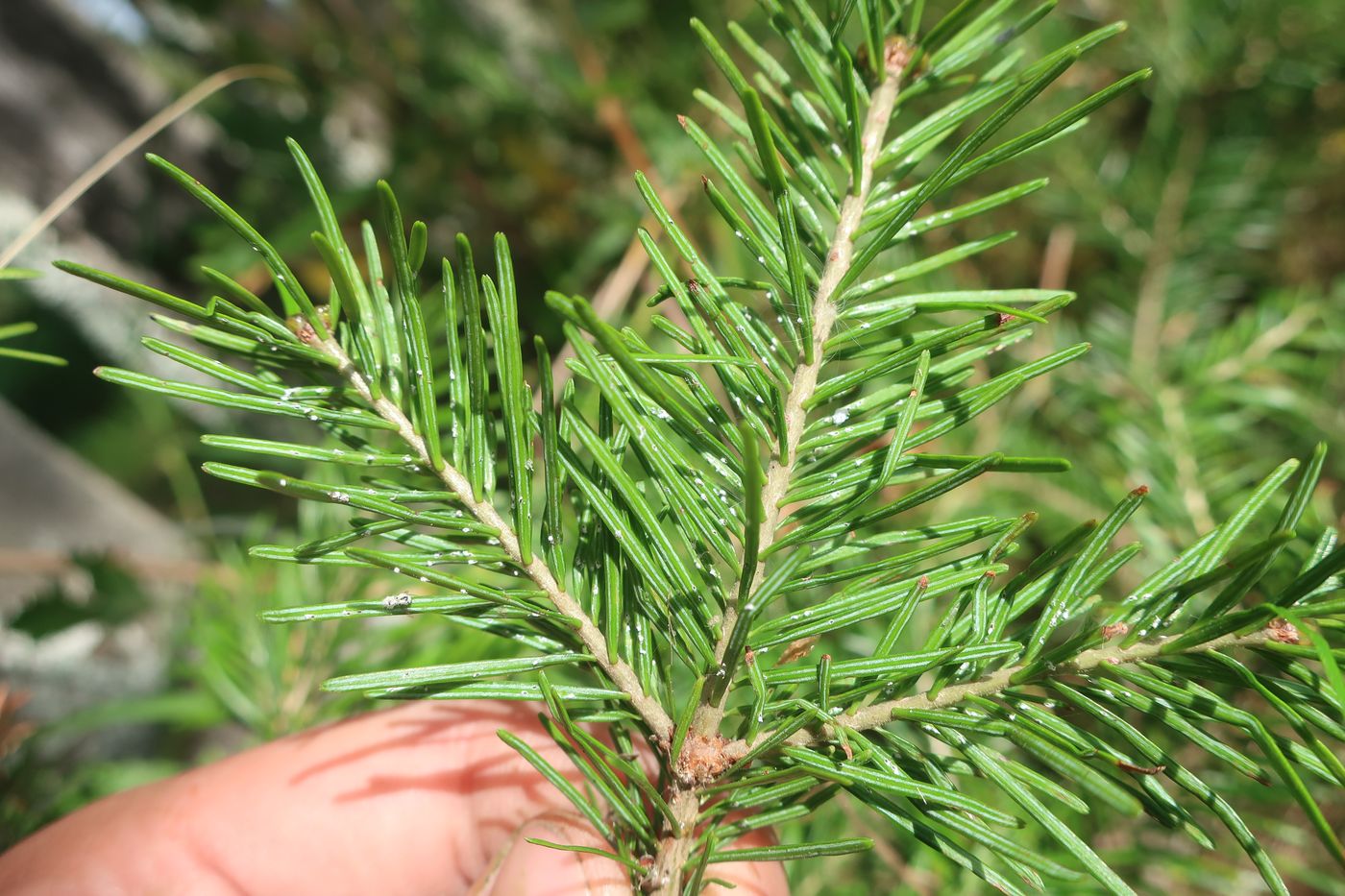 Image of Abies sibirica specimen.