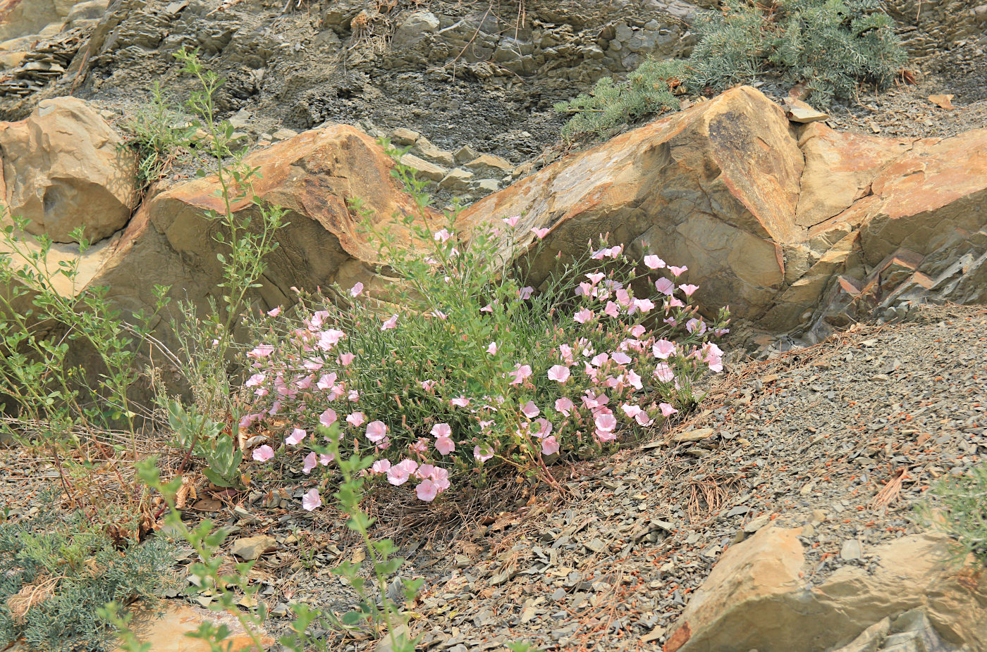 Image of Convolvulus cantabrica specimen.