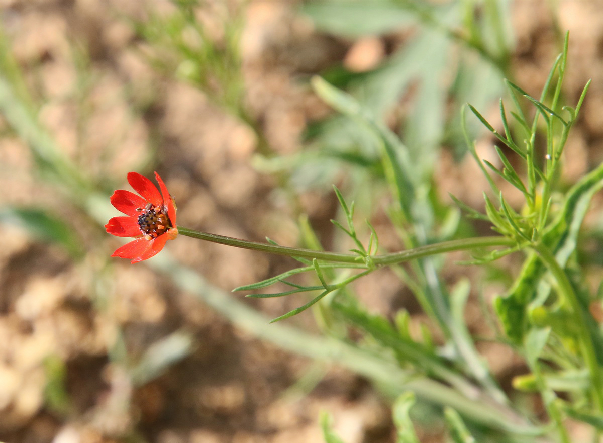 Изображение особи Adonis flammea.