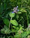 Pulmonaria mollis. Верхушка цветущего растения. Алтай, Шебалинский р-н, окр. с. Шебалино, луг. 30.06.2021.