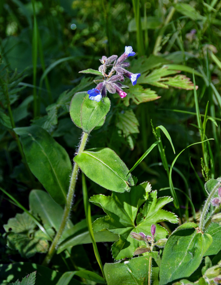 Изображение особи Pulmonaria mollis.