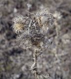 Cirsium vulgare