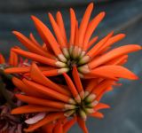 Erythrina corallodendron