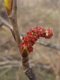 genus Populus. Часть побега с мужским соцветием. Хабаровский край, окр. г. Комсомольск-на-Амуре, смешанный лес. 29.04.2023.