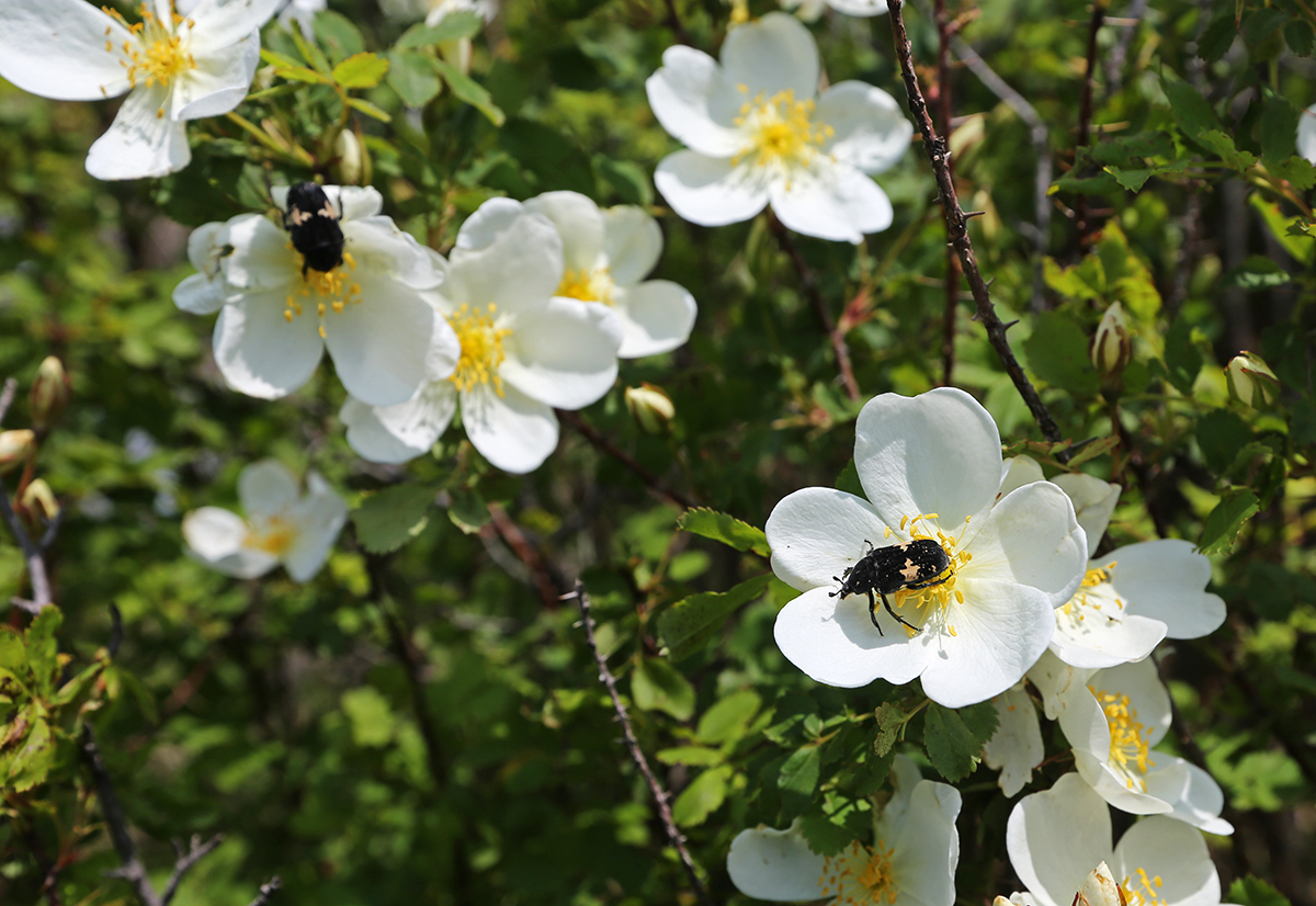 Изображение особи Rosa spinosissima.