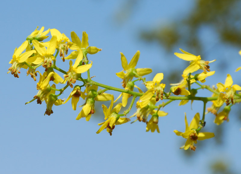 Image of Koelreuteria paniculata specimen.