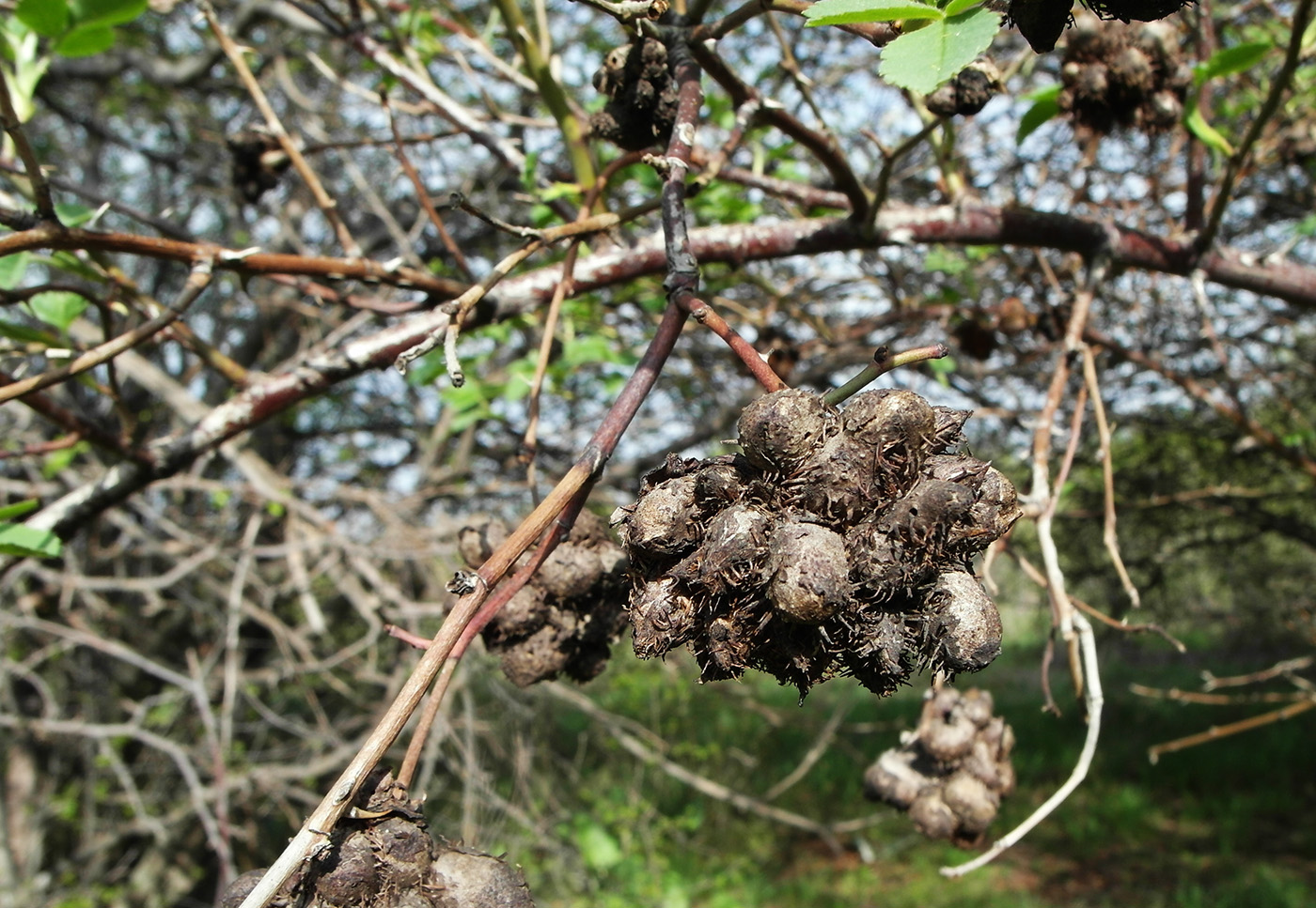 Изображение особи Rosa corymbifera.