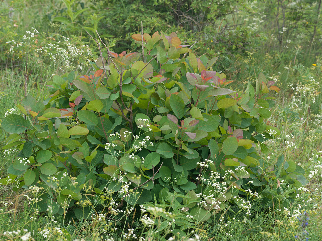 Image of Cotinus coggygria specimen.