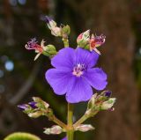 Pleroma heteromallum