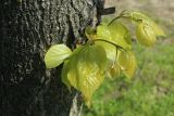 Tilia americana