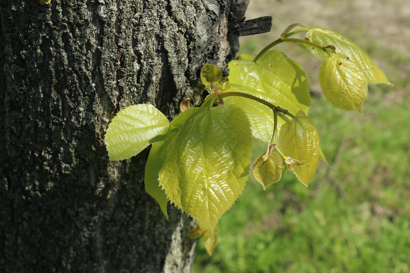 Изображение особи Tilia americana.