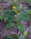 Medicago lupulina