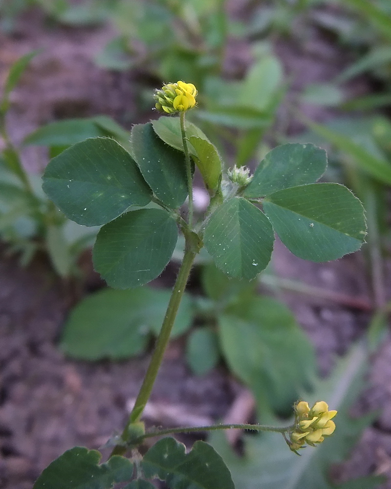 Изображение особи Medicago lupulina.