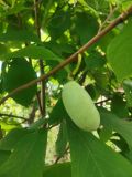 Asimina triloba