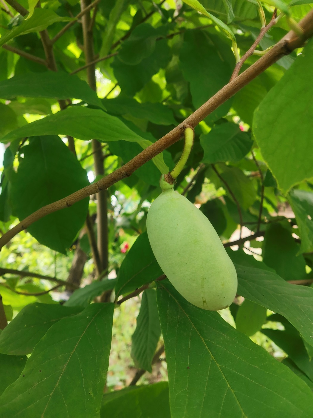 Изображение особи Asimina triloba.
