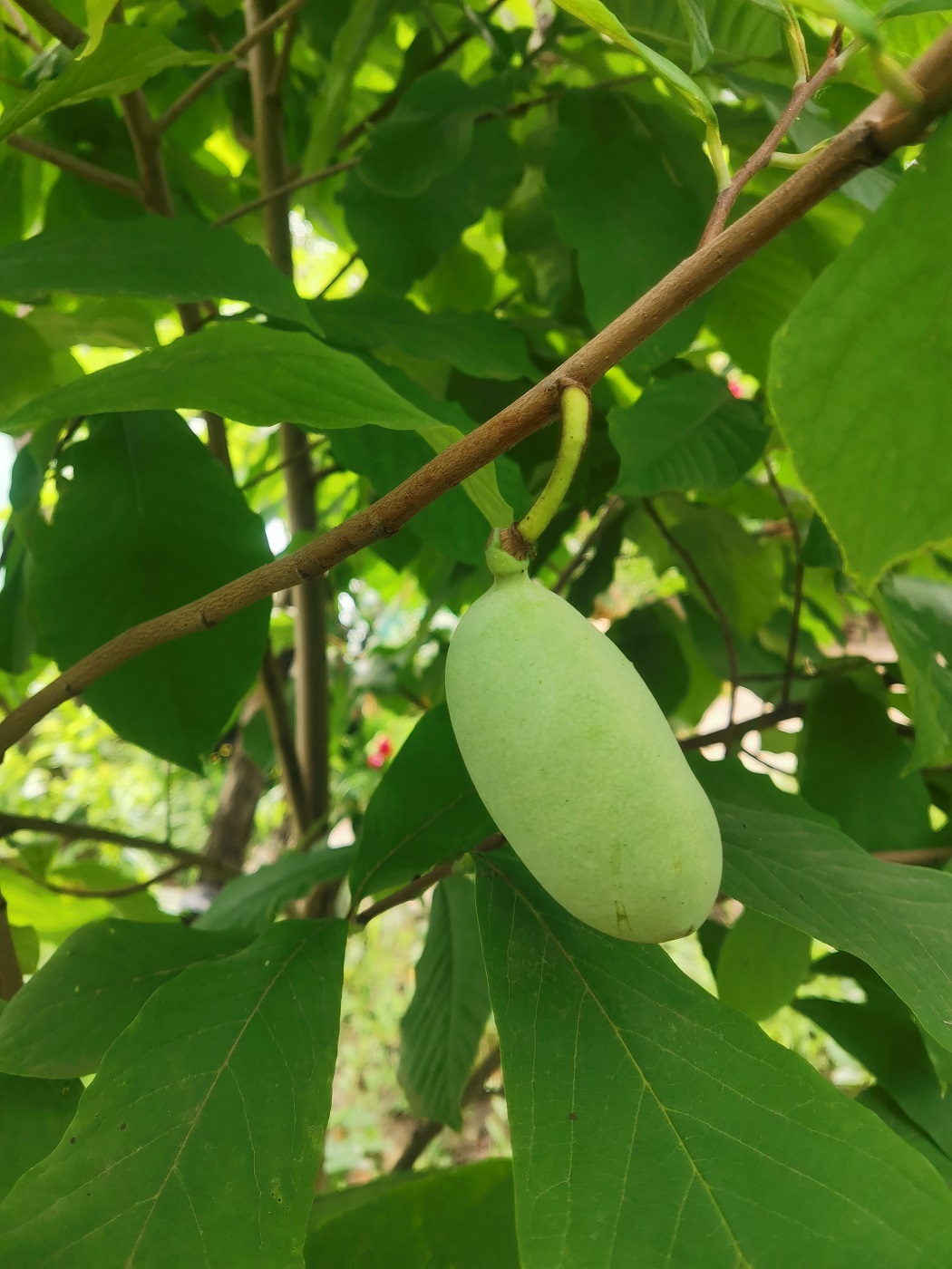 Image of Asimina triloba specimen.