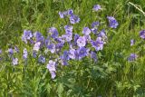 Geranium erianthum