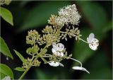 Hydrangea paniculata. Соцветие с раскрывшимися цветками (мелкие) и краевыми фальшцветками. Московская обл., Раменский р-н, окр. дер. Хрипань, садовый участок. 30.08.2023.