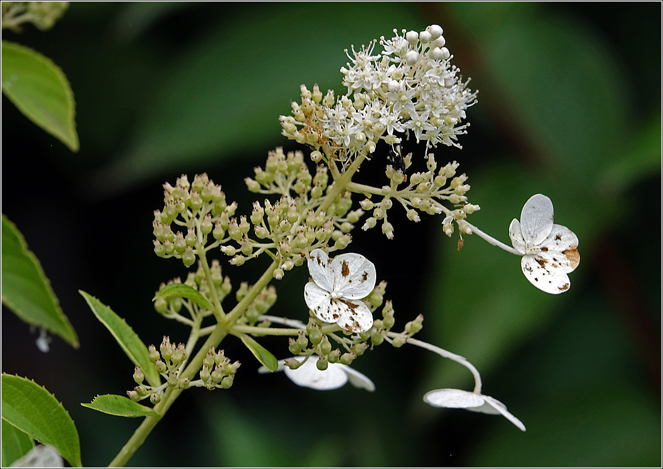 Изображение особи Hydrangea paniculata.