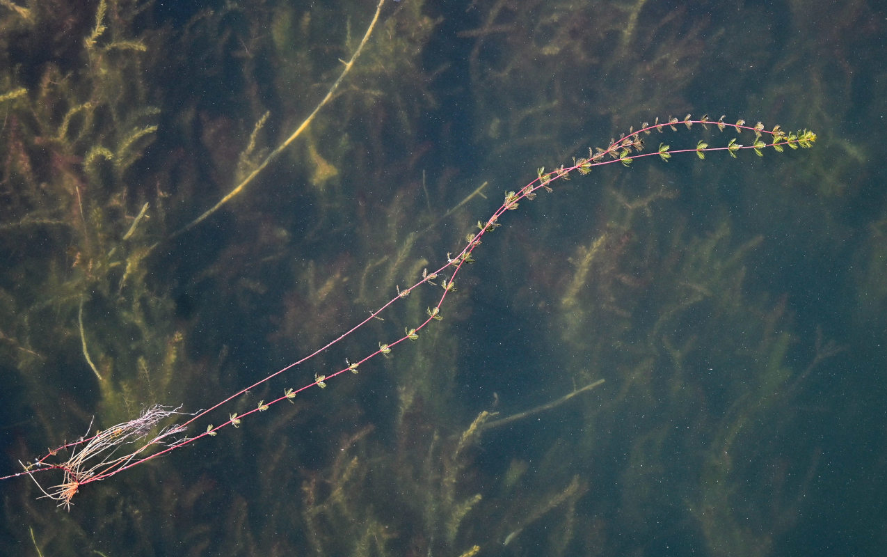 Image of Myriophyllum spicatum specimen.