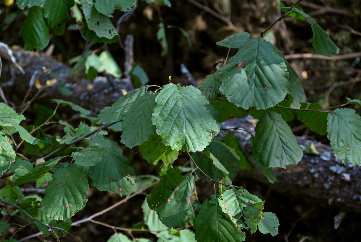 Image of Corylus avellana specimen.