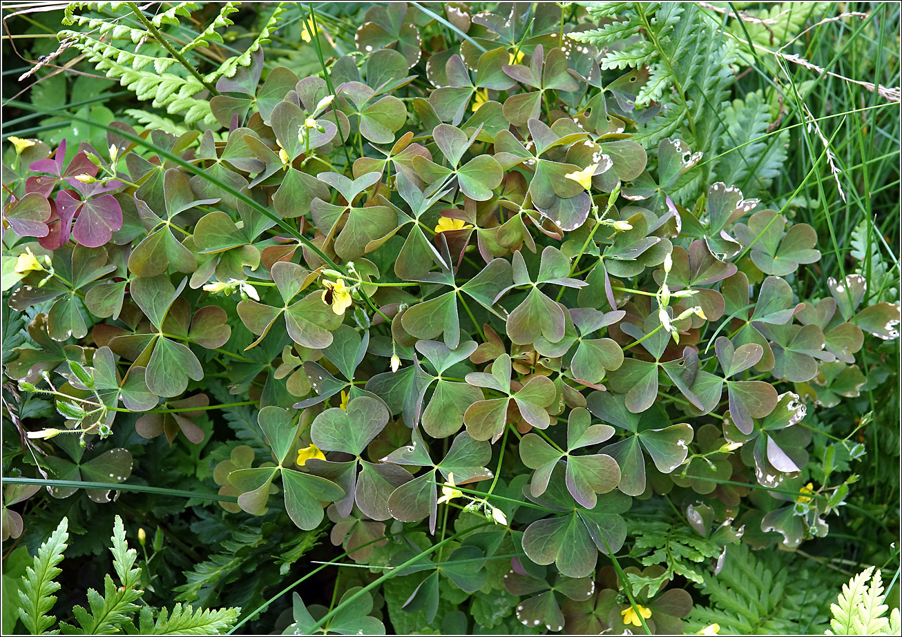 Изображение особи Oxalis stricta.