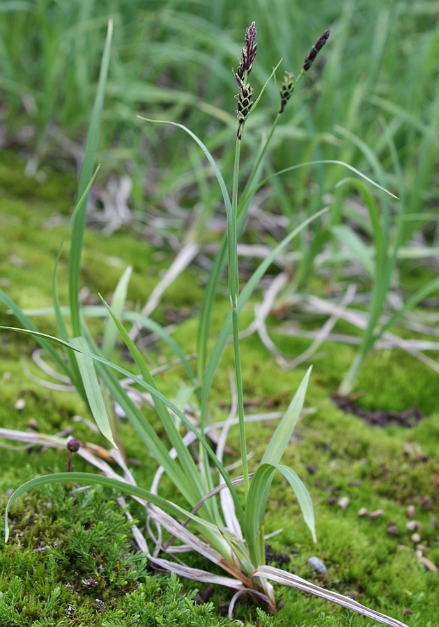 Изображение особи Carex bigelowii.