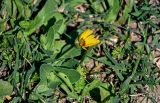 Calendula arvensis