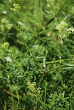 Galium album