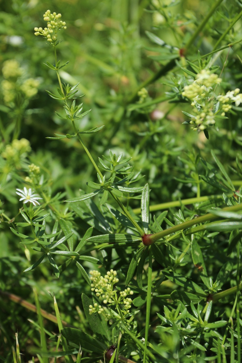 Image of Galium album specimen.