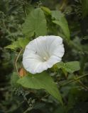 Calystegia sepium