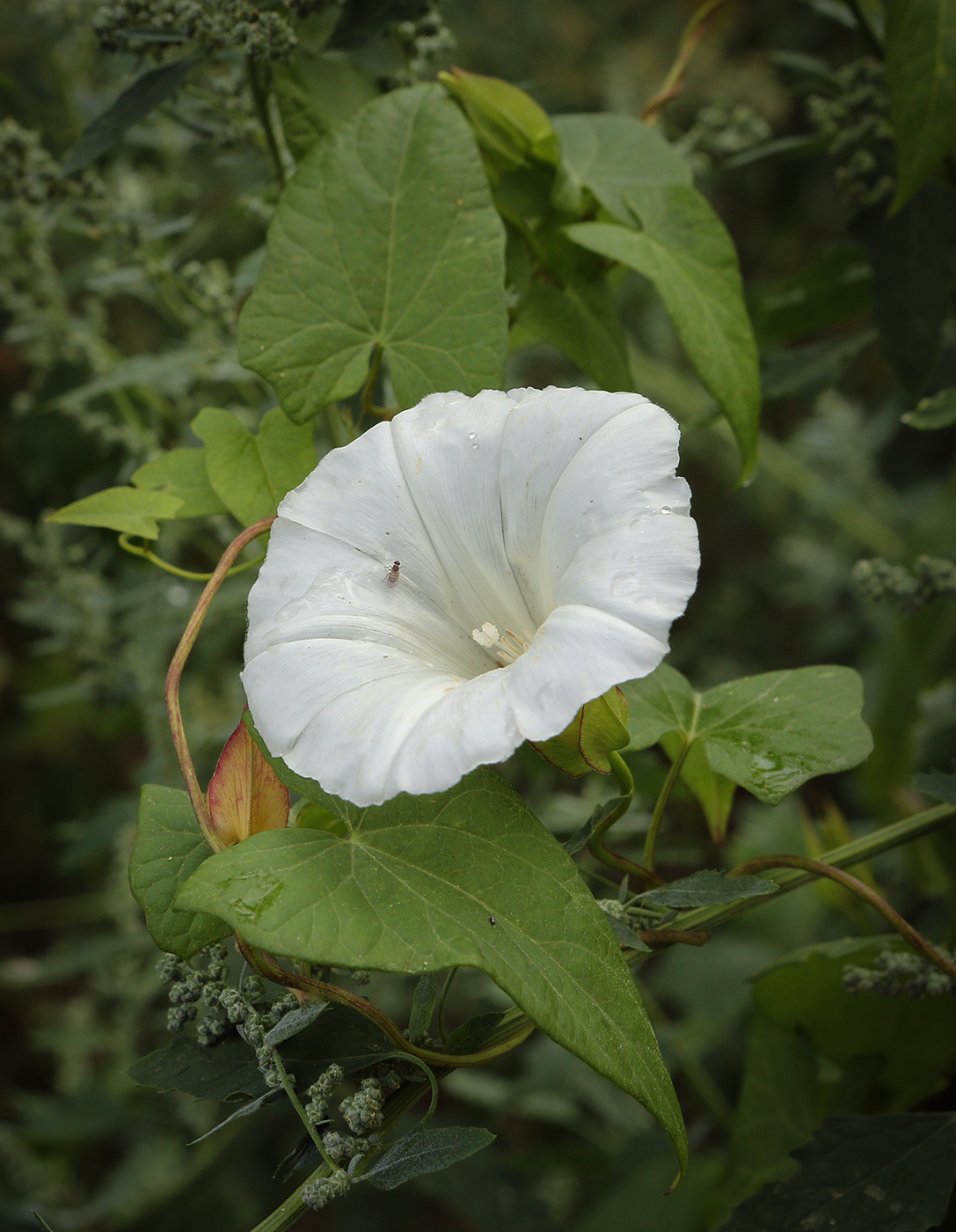 Изображение особи Calystegia sepium.