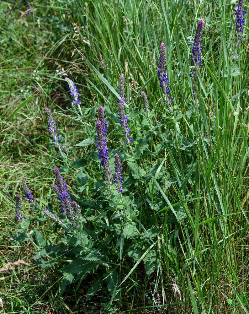 Изображение особи Salvia nemorosa.