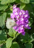 Lantana montevidensis. Цветки с кормящейся бабочкой Pieris rapae и листья. Израиль, г. Бат-Ям, в культуре. 30.11.2023.