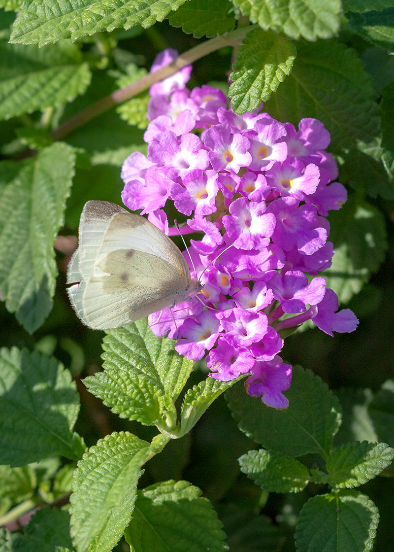 Image of Lantana montevidensis specimen.