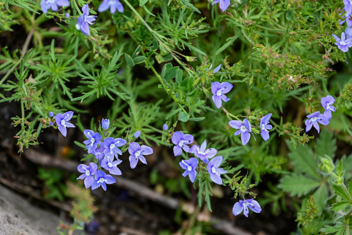 Image of Veronica multifida specimen.