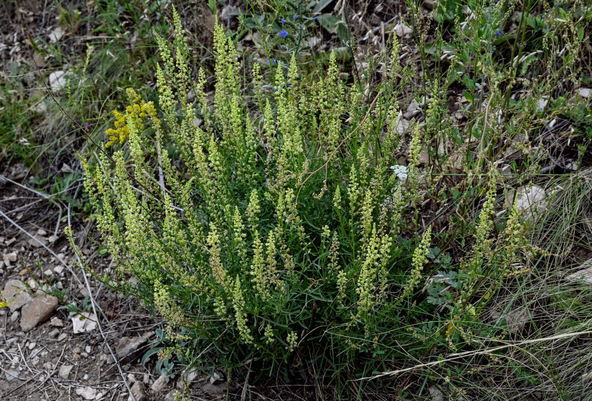 Image of Reseda lutea specimen.