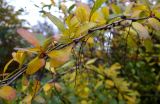 Berberis vulgaris. Ветка с листьями в осенней окраске и черешками осыпавшихся соплодий. Санкт-Петербург, Центральный р-н, Лиговский проспект, подворье Крестовоздвиженского собора, в культуре. 04.11.2022.