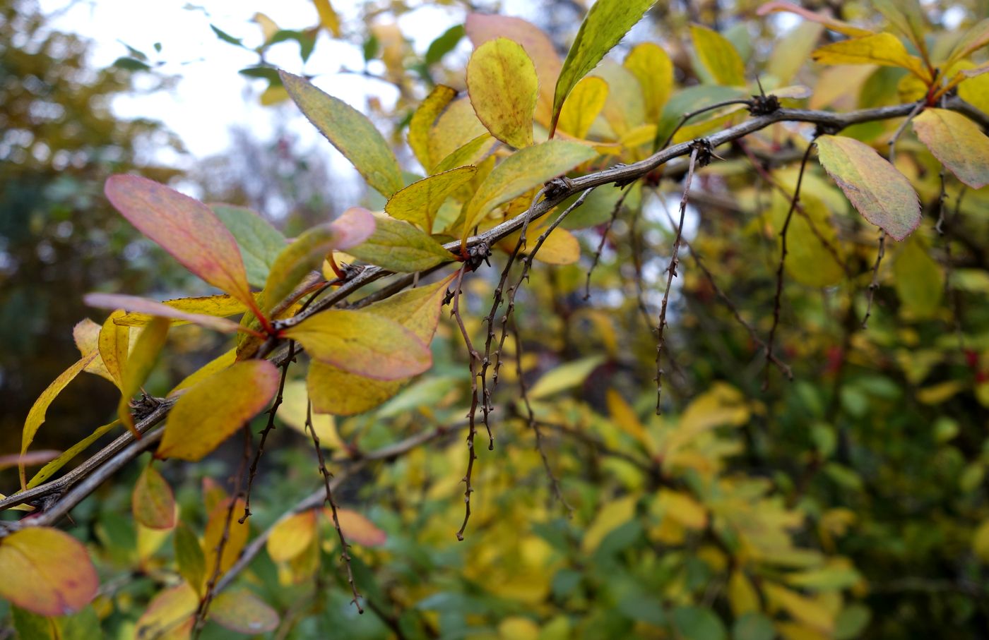 Image of Berberis vulgaris specimen.