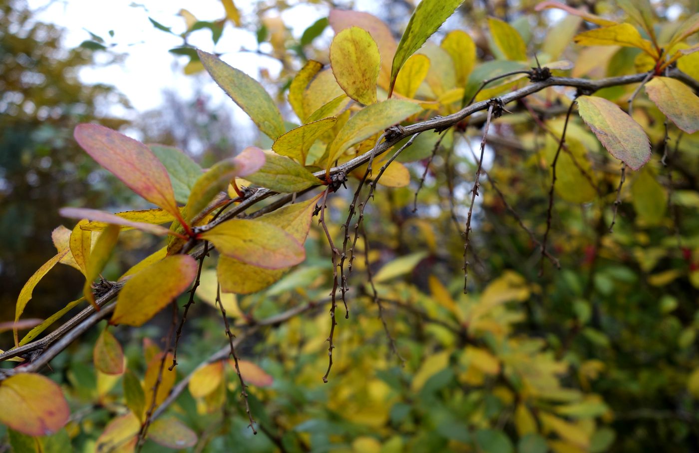 Изображение особи Berberis vulgaris.